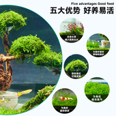 莫斯树成品鱼缸造景装 饰懒人莫斯水草植物水培阴性沉木珊瑚慕斯树