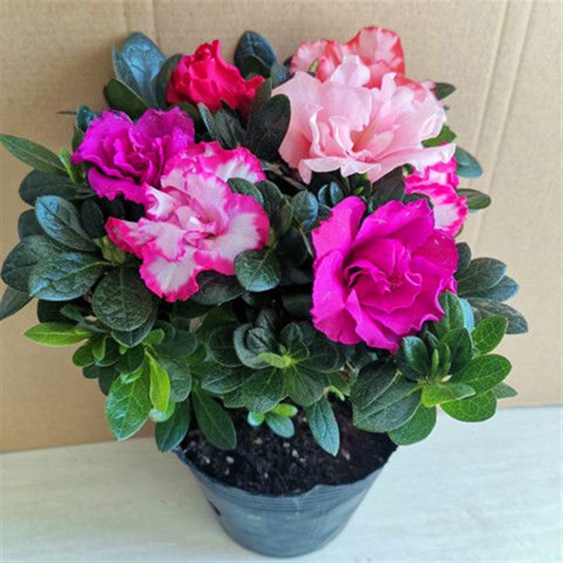 四季开花映山红杜鹃花苗盆栽室内庭院植物杜娟花树状盆带花苞发货