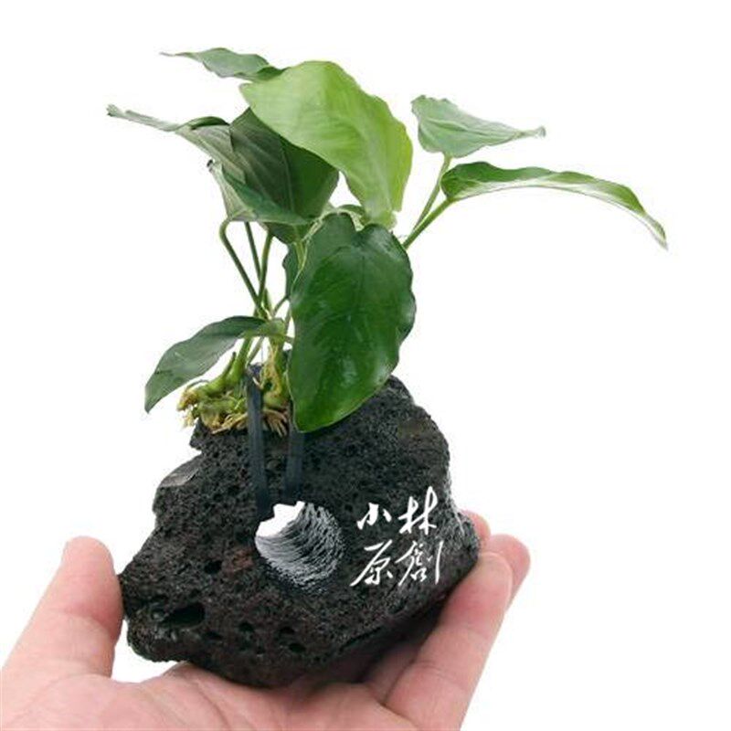 火山石小水榕定植水草溪流鱼缸造景深水龟泰国斗鱼缸栖息躲避越黑