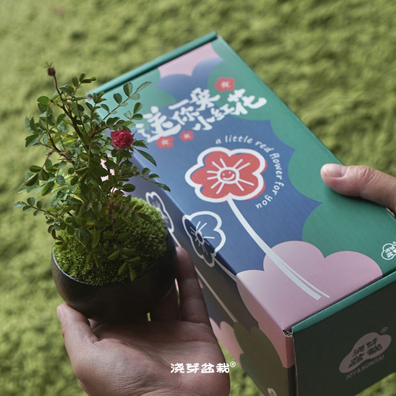 送你一朵小红花/须惠姬盆栽礼盒创意高级植物礼物情迷你月季
