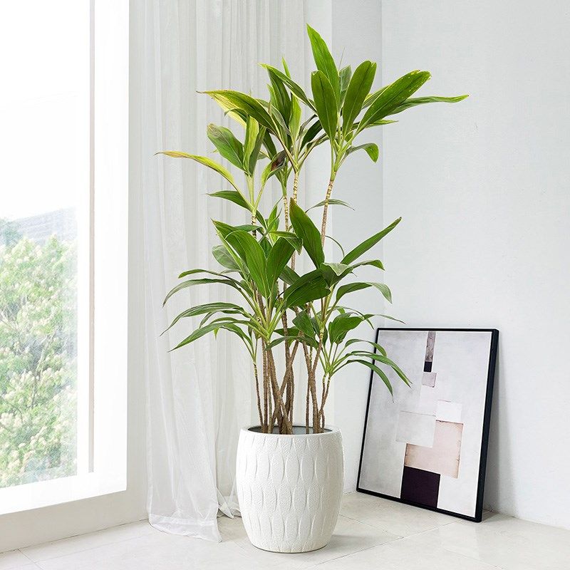 梦幻朱蕉青叶大型室内绿植客厅盆栽家居植物四季常青好养阳台耐阴,鲜花速递/花卉仿真/绿植园艺,大型绿植/成品组合盆栽,淘宝优惠券,粉丝福利购,淘宝优惠卷