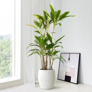 梦幻朱蕉青叶大型室内绿植客厅盆栽家居植物四季常青好养阳台耐阴