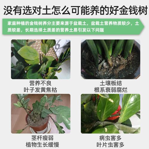 种金钱树专用土花土营养土通用金钱树肥料专用肥盆栽泥土种植土壤