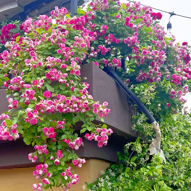 速发胭脂扣爬藤月院盆栽墙微花墙薇季苗四季开花花子里适合种的花