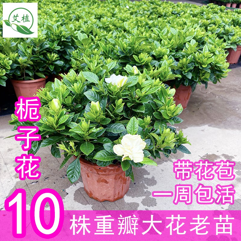 速发大花栀花花盆栽带子苞花卉植内台水培绿室物浓香型四季开花好