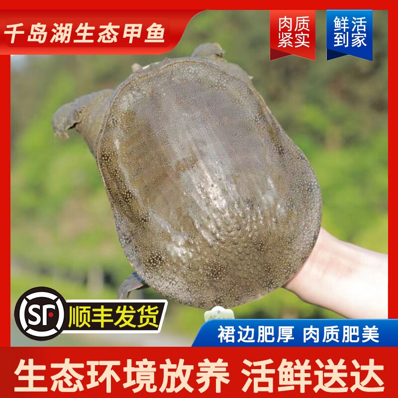 千岛湖直发有机甲鱼顺丰鲜活到家淡水鱼类