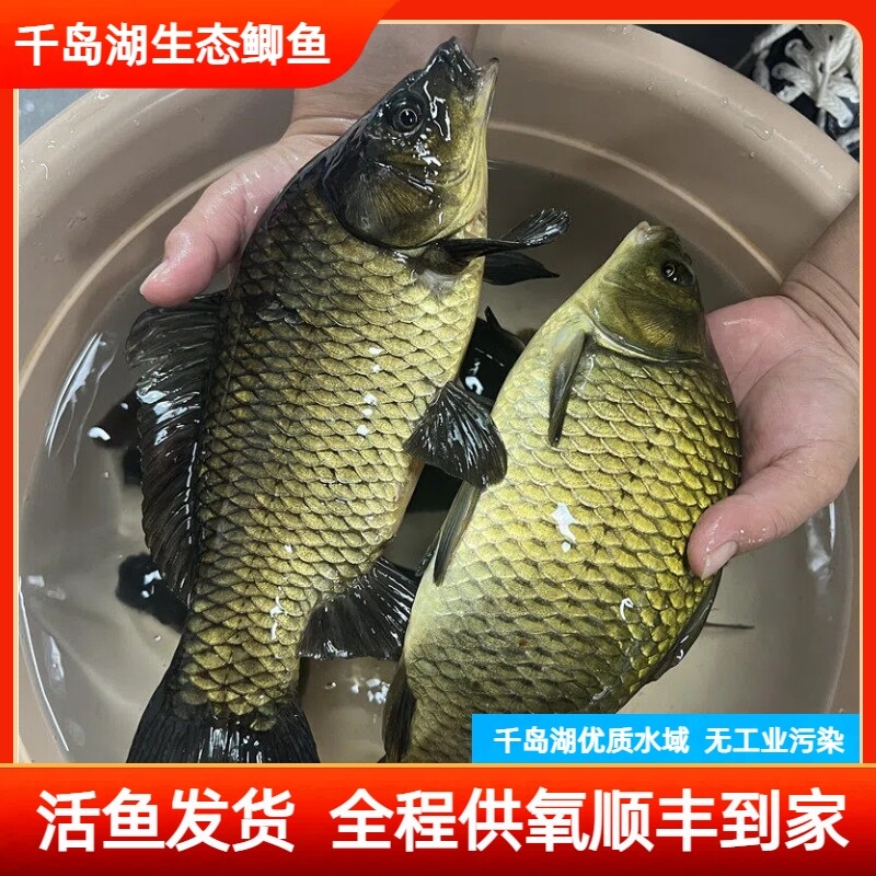 【活鱼】千岛湖生态鲫鱼鲜嫩无泥腥味老人小孩孕妈妈顺丰到家