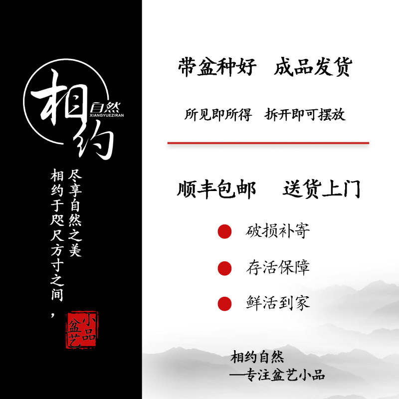 水培一叶莲植物黄杨绿植文竹小叶六月雪I盆栽造型艺术米竹盆景室