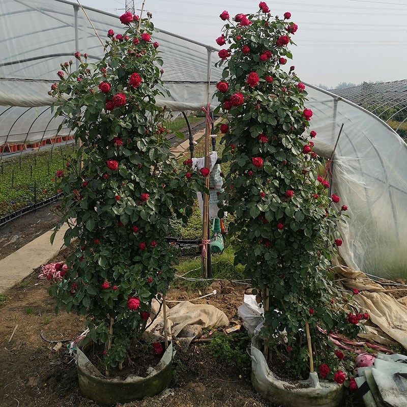 1.2-1.5米红n色龙沙宝石蔷薇月季特大花爬藤植物四季开花卉玫瑰,鲜花速递/花卉仿真/绿植园艺,月季/蔷薇/玫瑰,淘宝优惠券,粉丝福利购,淘宝优惠卷