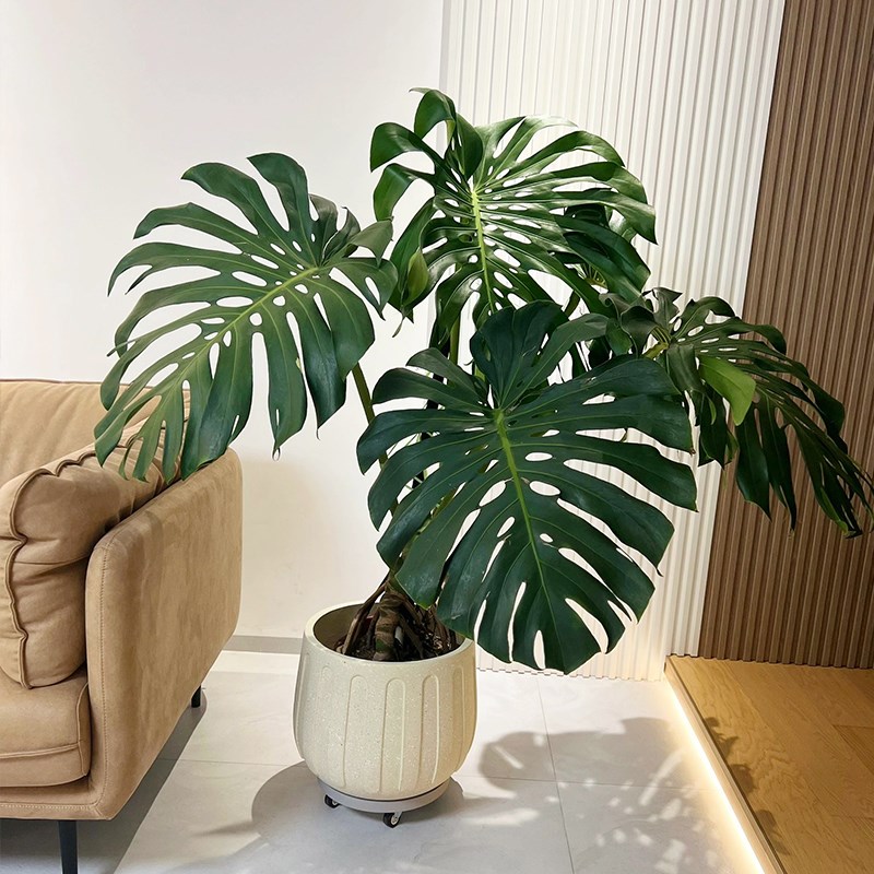 龟背竹客厅大盆栽室n内客厅大叶老桩植物办公室卧室大型绿植落地