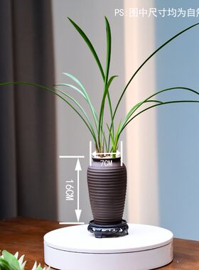 天香素紫沙水波纹盆铁骨建兰绿植兰花F卉盆栽花盆四季植物室内好