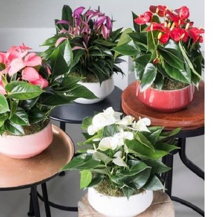 红掌盆栽白掌粉掌水培植物客x厅办公室好养四季开花安祖花带花出