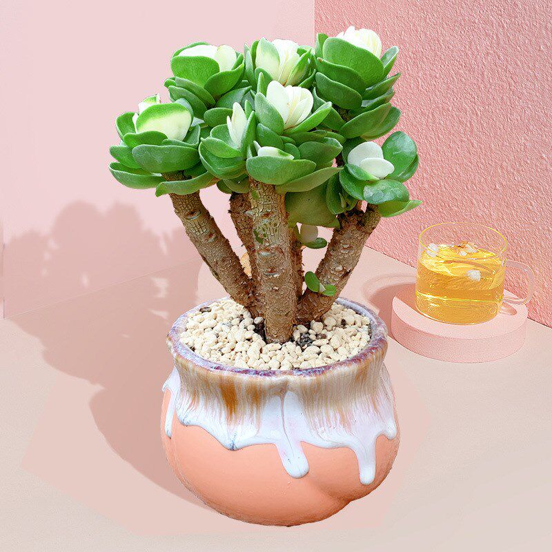 【买一发二】g金钱木老桩多肉植物室内盆栽客厅绿植花卉好养发财