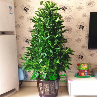 塔形非洲茉莉 杀菌吸甲v醛利于就寝 盆栽绿植 成都花卉