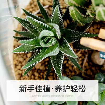 仙人掌创意肉肉组合花卉盆栽仙人球绿G植物好养易活办公室内桌面