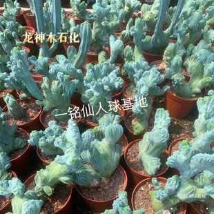 龙神木石化缀化稀有品种仙人柱B仙人掌科多肉奇趣阳台绿植盆栽