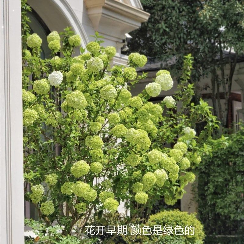 欧洲木绣b球盆栽 会变色的绣球 耐热木本多年生庭院阳台花卉好养,鲜花速递/花卉仿真/绿植园艺,绣球/木绣球/木本植物,淘宝优惠券,粉丝福利购,淘宝优惠卷