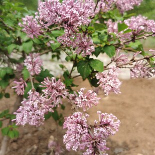 罗汉丁香,香水丁香,稀有名贵花卉大苗,耐寒耐旱Z,木本植物