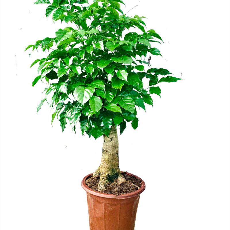 幸福树绿宝提根老桩室内大小绿植盆栽观叶植物净S空气除甲醛防辐