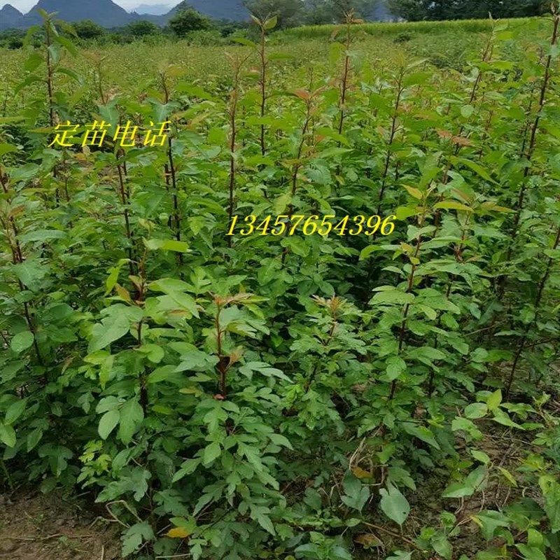 鸟梨苗棠梨c苗鸟梨芽苗实生苗直生苗嫁接桂花金秋梨砧木苗杜梨小