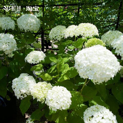 虹越无敌贝拉安娜绣球花苗带盆大B花木本乔木绣球耐寒易养小苗盆