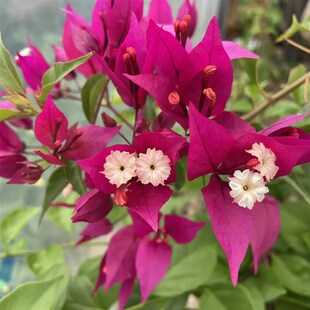 鲁比 紫c红桑巴三角梅盆栽大苗原生稀有品种紫红桑巴勤花四季开花