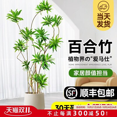 百合竹客厅造型绿植室内大型落地式大F盆栽办公室四季常青真花植