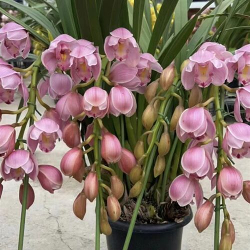 大花蕙兰带d花苞室内盆栽年宵鲜花花卉客厅送礼佳品带盆载好