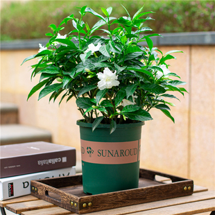 丁香花盆栽庭院阳台n四季好养开花植物浓香型花卉白色花朵狗牙花