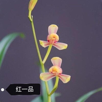 红一品四季兰,浙江兰农翠花家勤苗勤花,R花香,小草型建兰