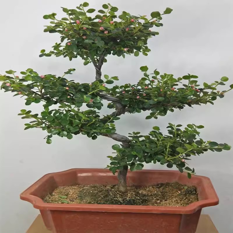 珍珠梅盆景造型花卉珍珠s梅平枝栒子盆栽带花盆景老桩植物四季好