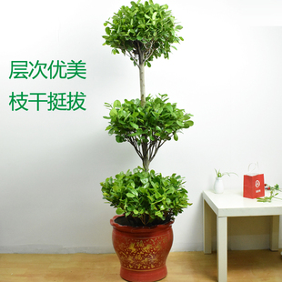摇钱树盆栽榕树盆景大型室内家居净化空气绿植除甲W醛苏州同城配