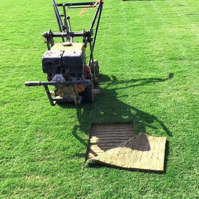 真草坪带土草皮四季青果岭草剪股颖百F慕大马尼拉别墅庭院绿化工