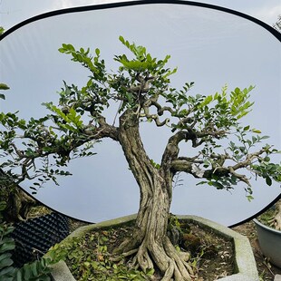 高档九里香盆栽花卉绿植物四季开花浓香老桩室内阳台庭Z院好养正