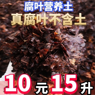 腐叶土营养土腐熟橡树叶君子兰