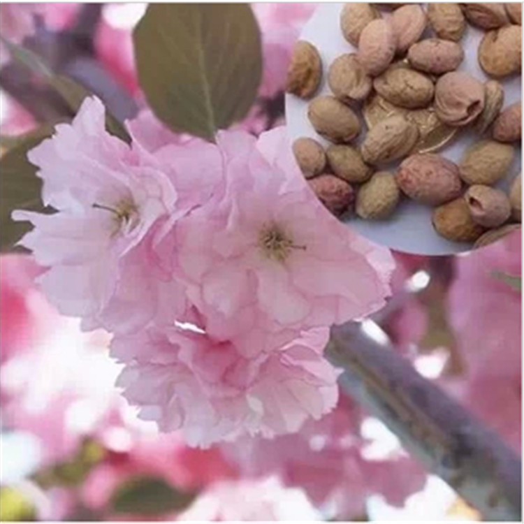 樱花种子新采山樱花树樱桃树绿化