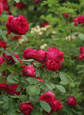 红色龙沙宝石2.5升盆栽攀援花墙爬藤拱门花架观赏植物玫瑰花卉