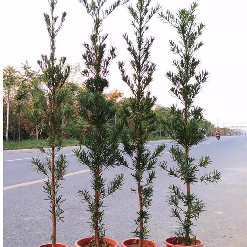 耐寒罗汉松树苗庭院大型绿植物地栽别墅盆景造型四季常青观叶好养