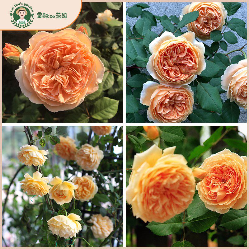 雷叔的花园玛格丽特王妃月季中大苗四季灌木爬藤大花庭院花墙拱门图片