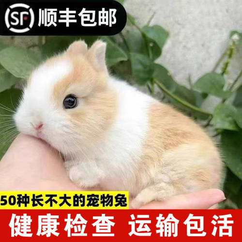 宠物兔活体侏儒兔小型迷你长不大