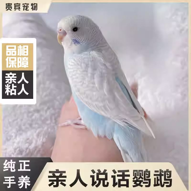 虎皮鹦鹉活鸟会说话的手养鹦鹉云斑幼鸟儿童宠物活体活物观赏鸟类