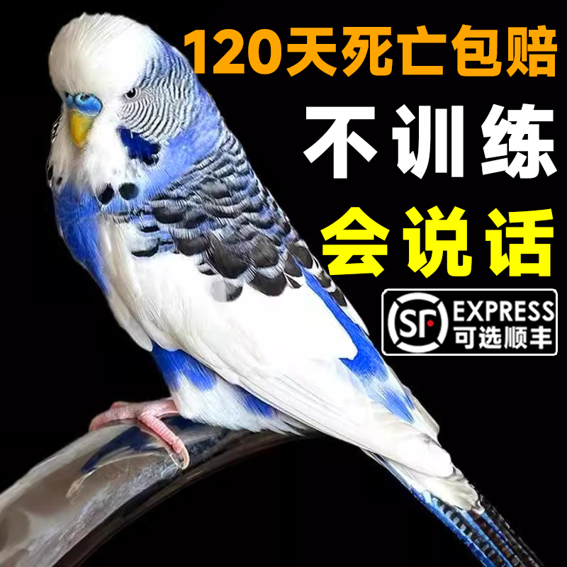 【会说话鹦鹉】手养上手亲人虎皮牡丹玄凤欧血活体幼鸟公母可繁育