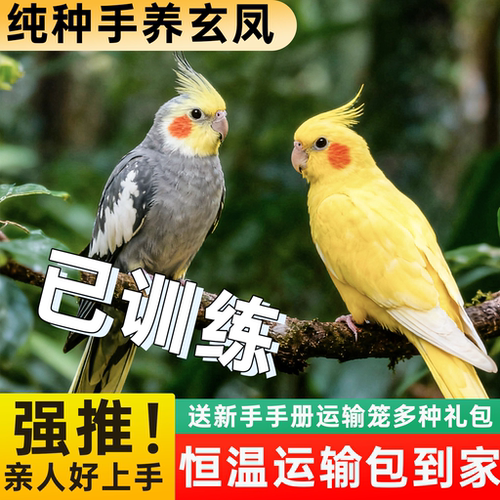 玄凤鹦鹉雏鸟手养会说话好养