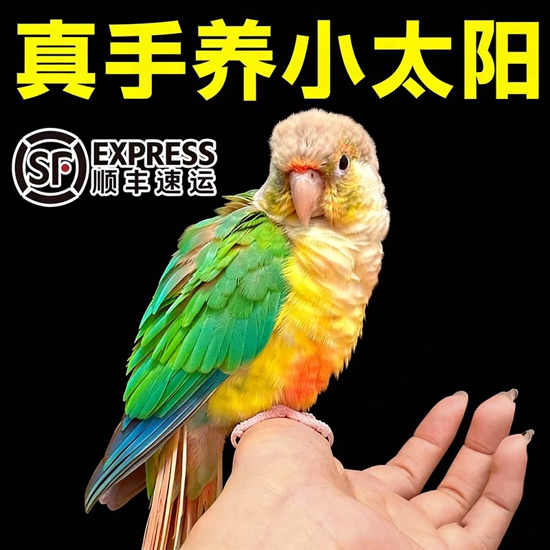 手养小太阳鹦鹉亲人粘人可上手