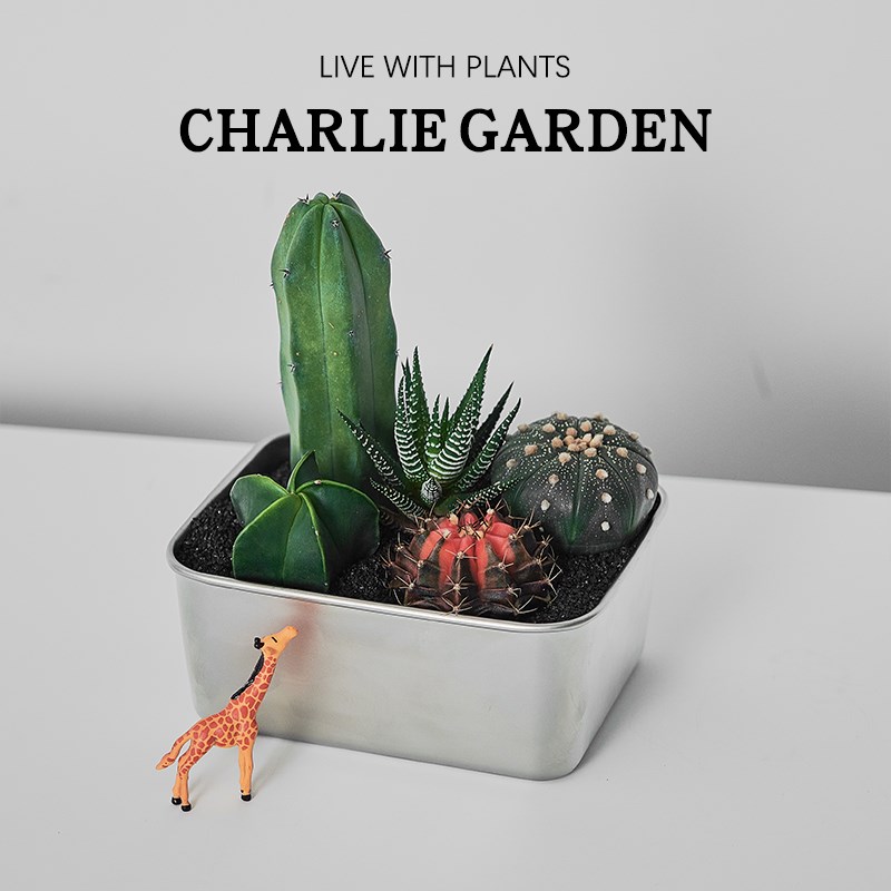 仙人掌盆栽办公室桌面多肉植物室内D创意绿植花卉情绪解压送礼礼