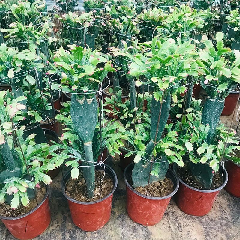 嫁接蟹爪b兰仙人掌嫁接双层单层三层带土球多肉植物盆景花卉盆栽