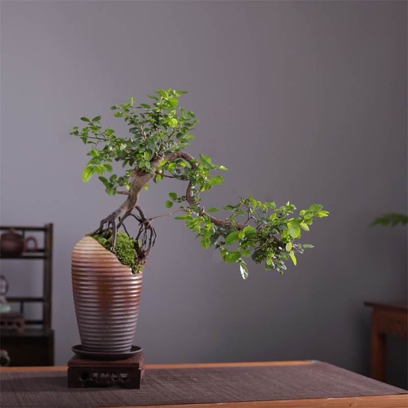 悬崖式雀梅盆景老桩植物客u厅书房茶几窗台阳台办公室绿植室内盆