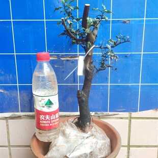 金弹子老桩盆景原r生带果母桩带花公树小山灌木