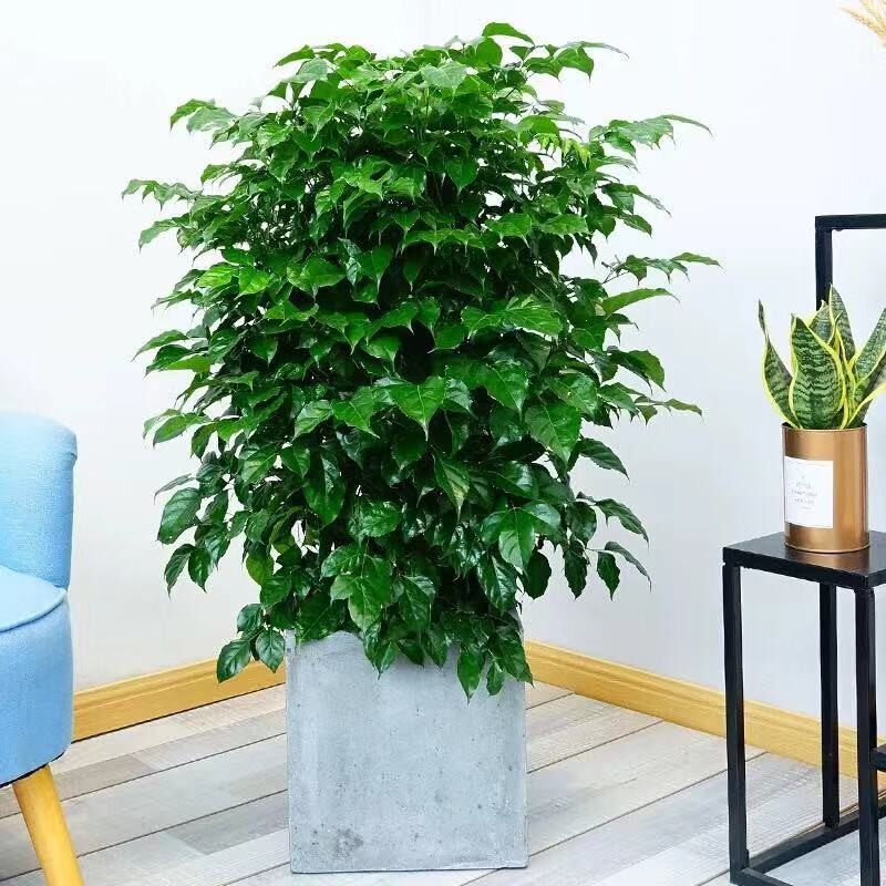 合肥同城免费送货绿宝盆栽室内植大型绿植/成品组合盆