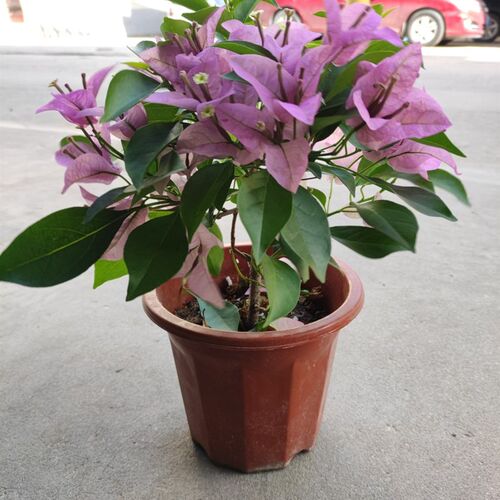 新加坡大宫粉三角n梅带花四季开花老桩爬藤阳台庭院植物